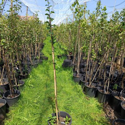 Mirabelle 'von Nancy'