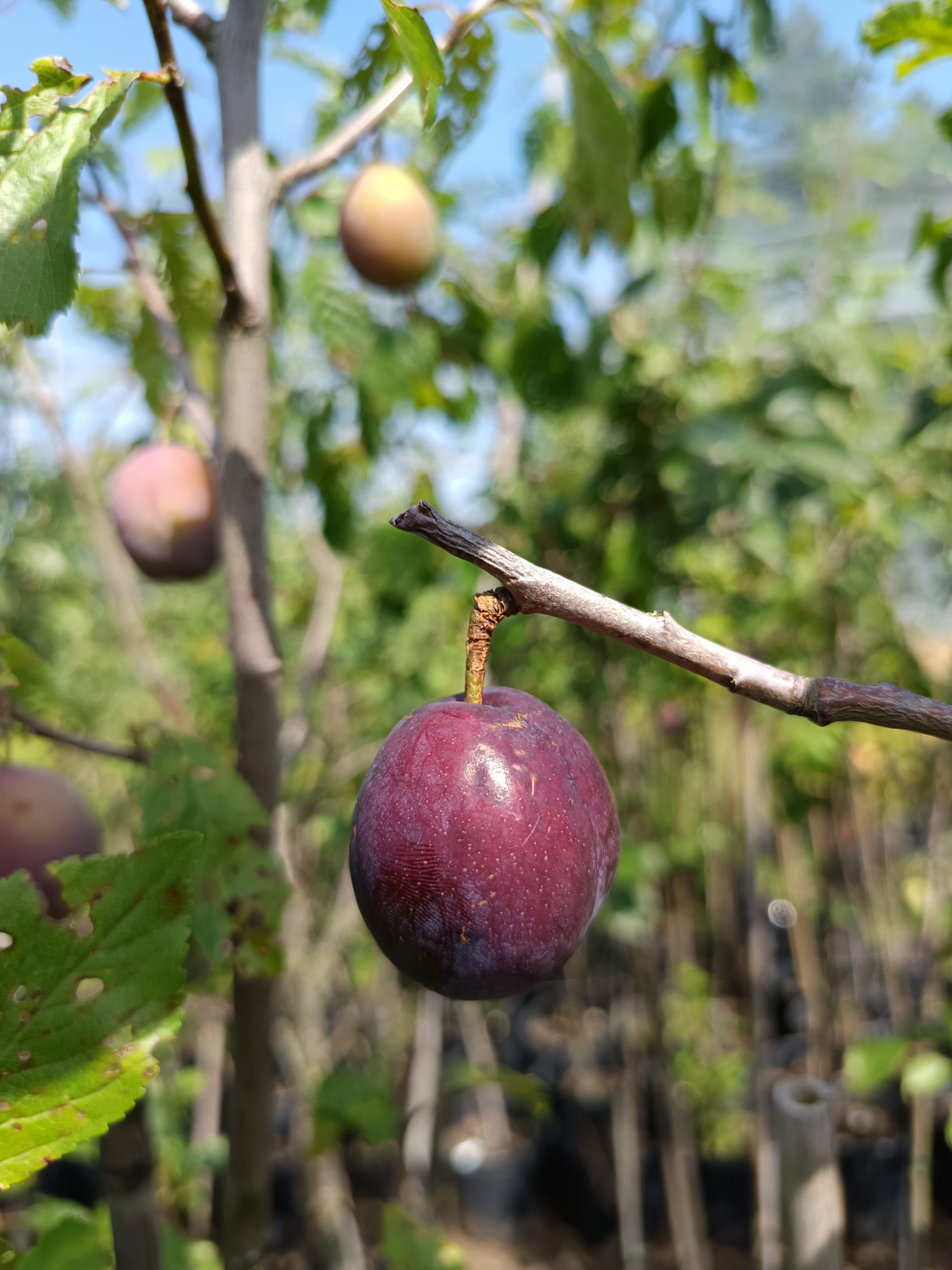 Zwetschge 'Hanita' – Bild 2