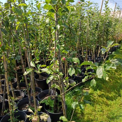 Apfel 'Zuccalmaglios Renette'