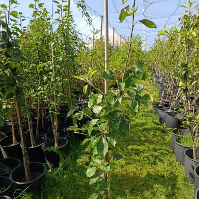 Apfel 'Roter Herbstkalvill'