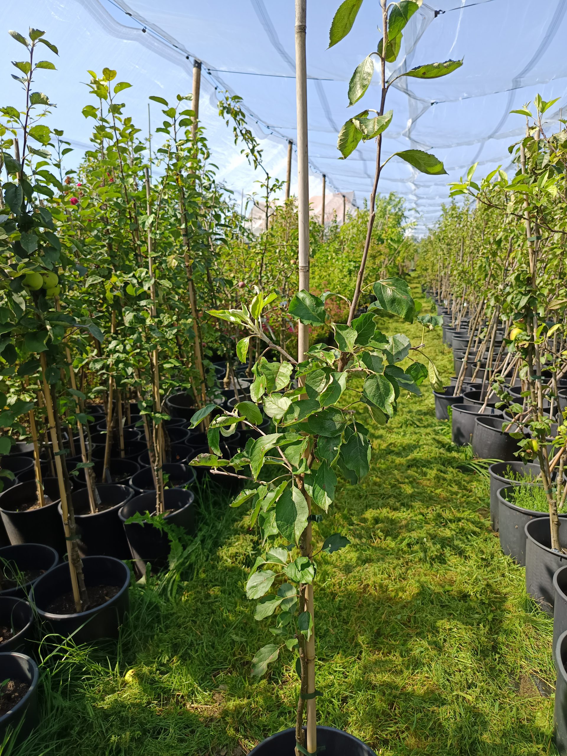 Apfel 'Roter Herbstkalvill'