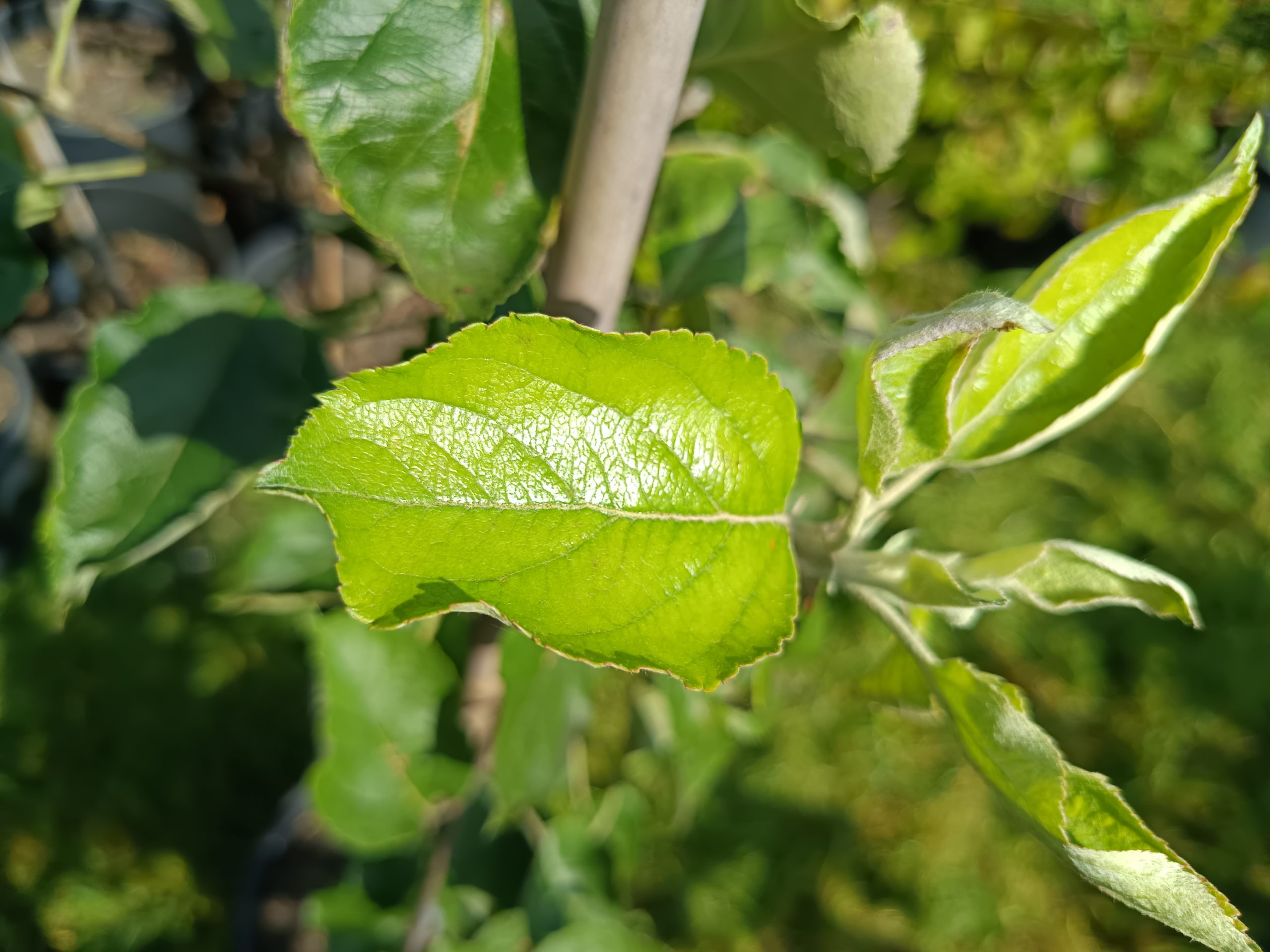 Apfel 'Roter Herbstkalvill' – Bild 2