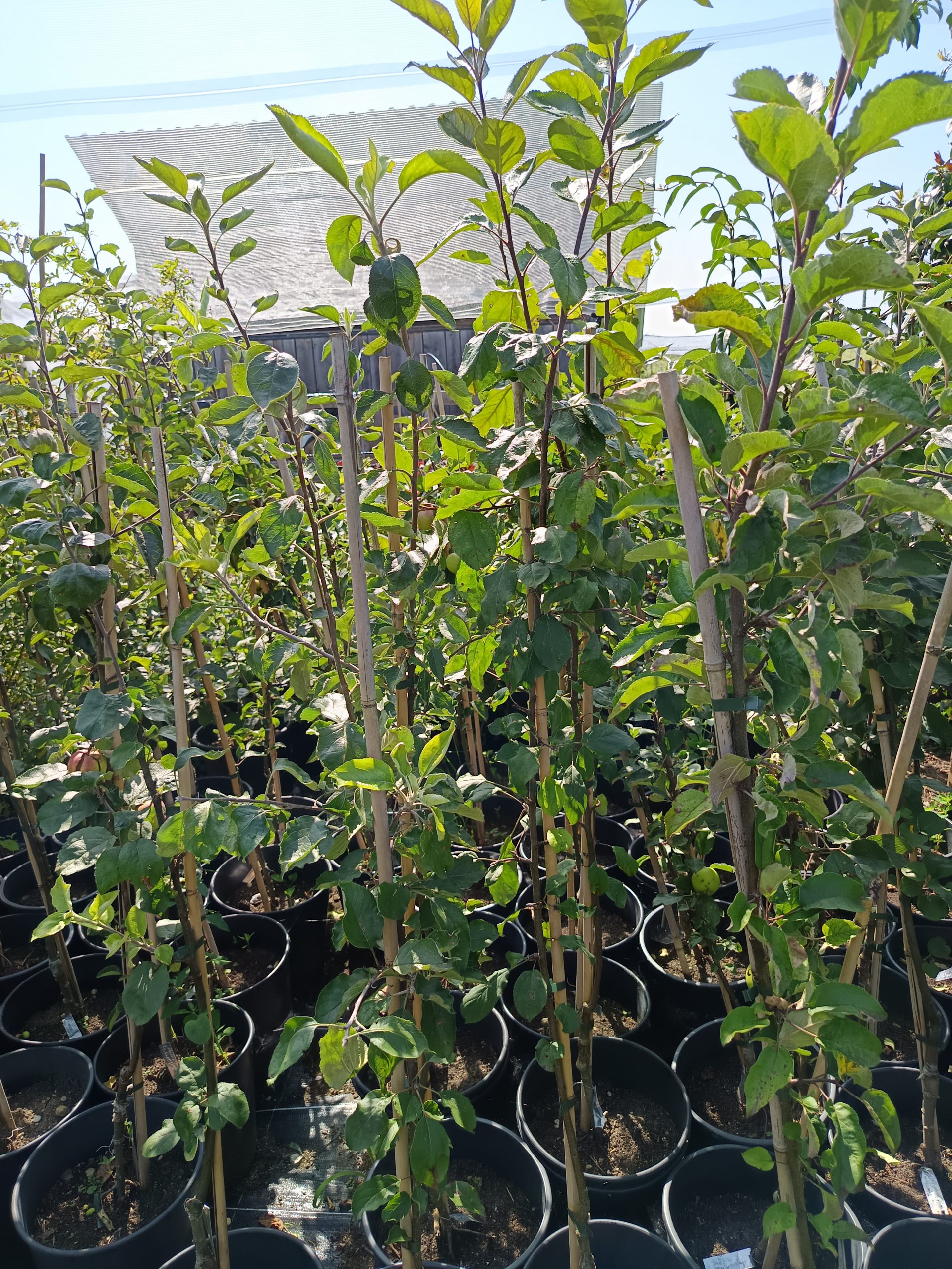 Apfel 'Roter Herbstkalvill' – Bild 3