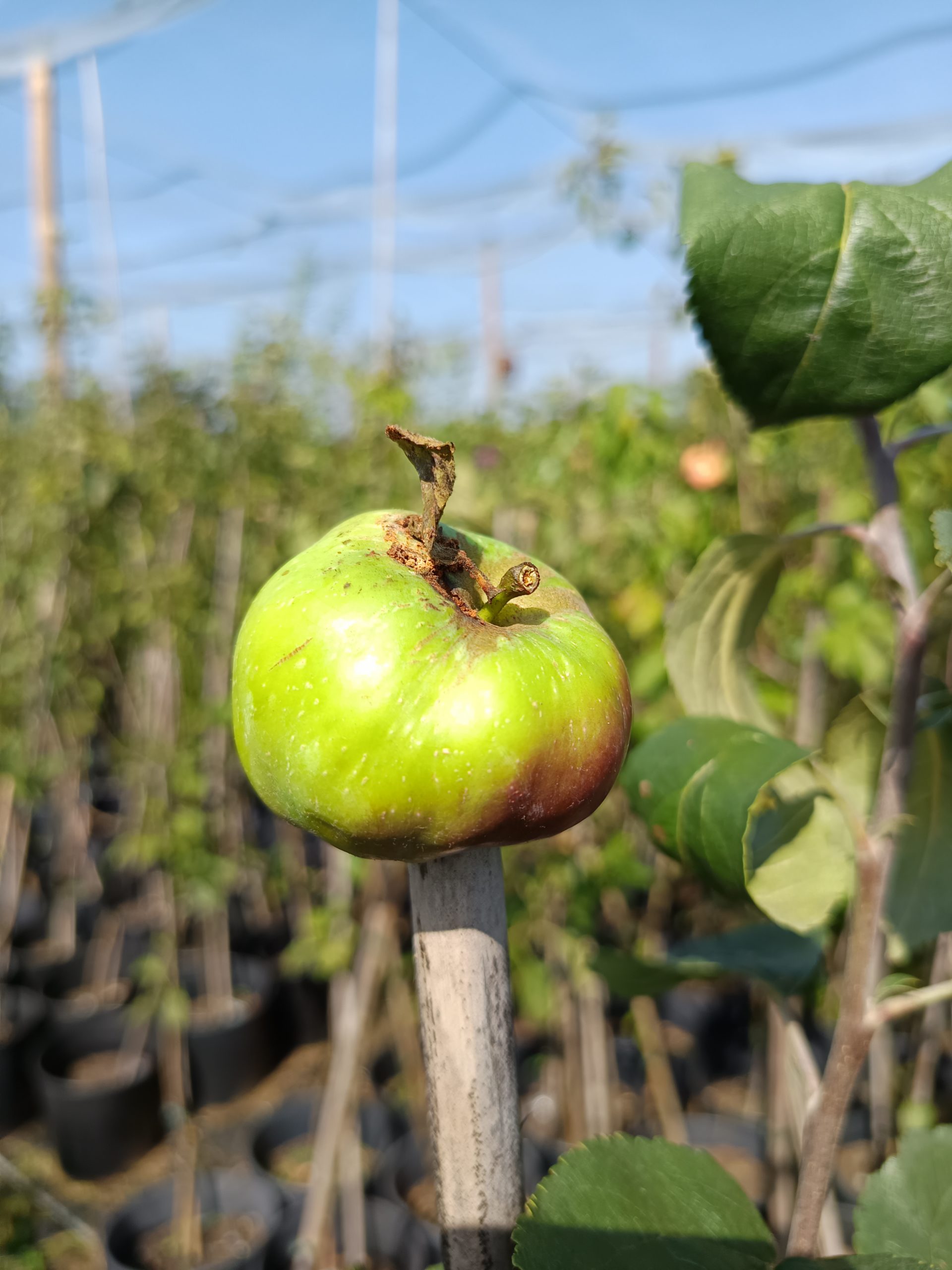 Apfel 'Brettacher' – Bild 2