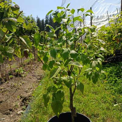Flieder Verschiedene Sorten