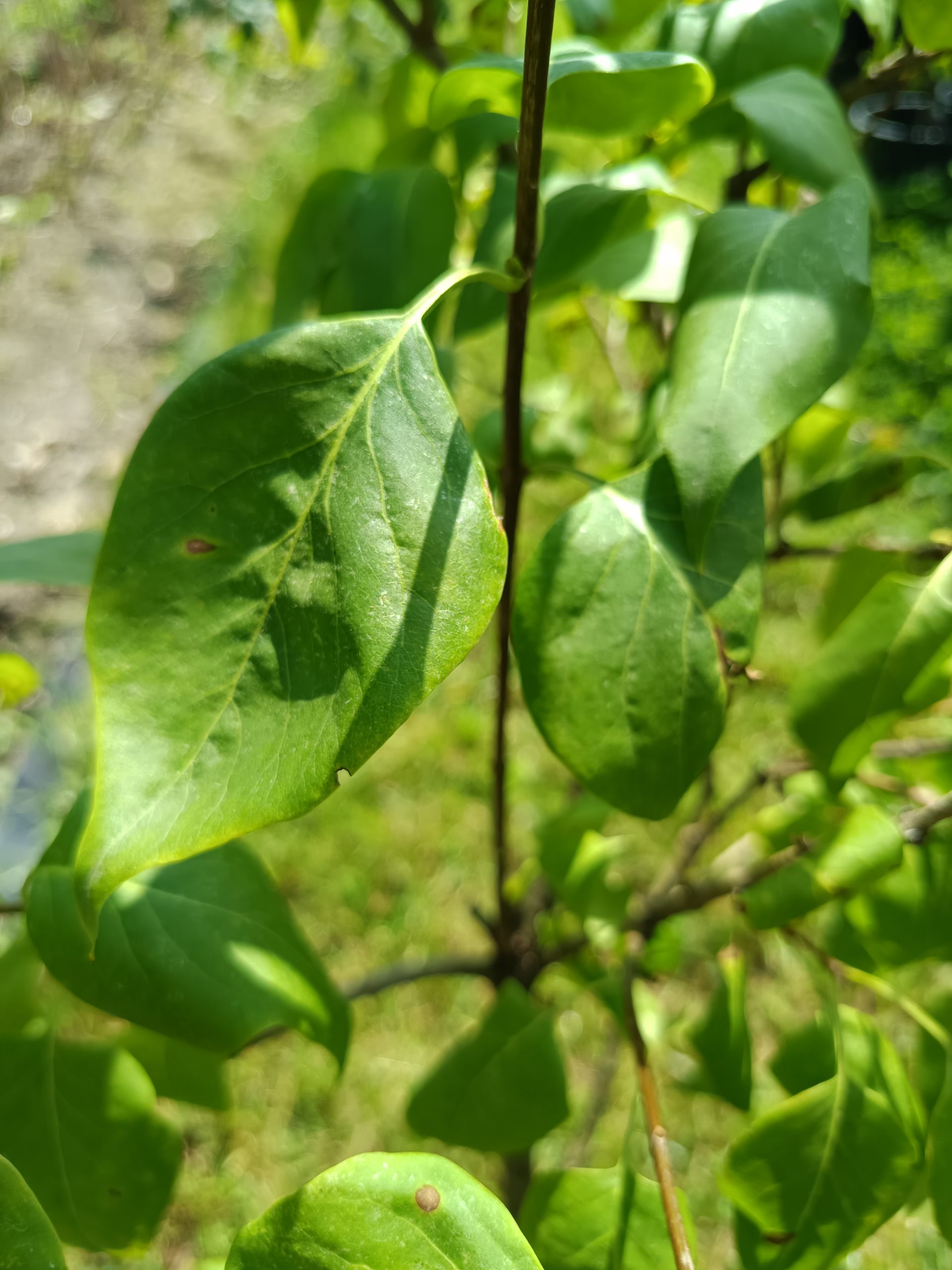 Flieder Verschiedene Sorten – Bild 2