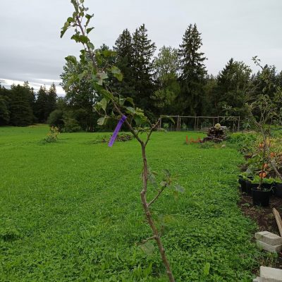 Junger Apfelbaum ‘Roter Boskoop’ (Halbstamm, ca. 1–2 Jahre) im Pflanztopf, auf einer grünen Wiese fotografiert.