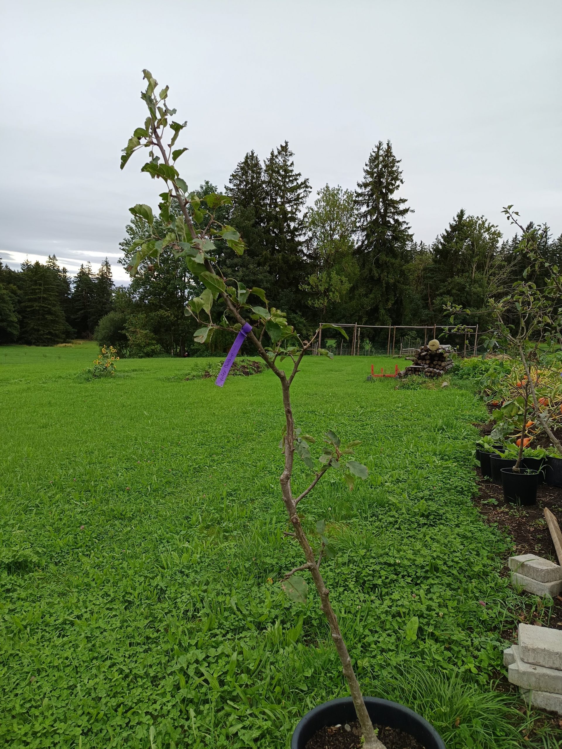 Junger Apfelbaum ‘Roter Boskoop’ (Halbstamm, ca. 1–2 Jahre) im Pflanztopf, auf einer grünen Wiese fotografiert.