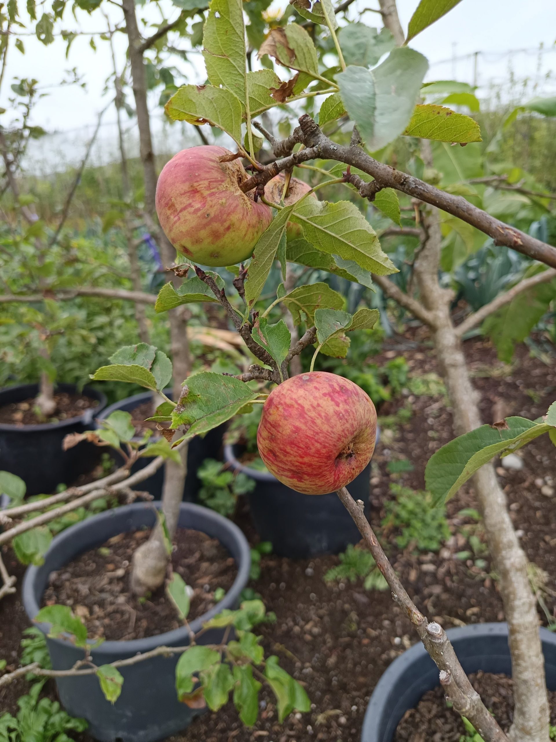 Apfel 'Roter Boskoop' – Bild 3