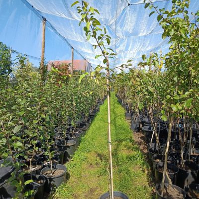 Apfel 'Adersleber kalvill'