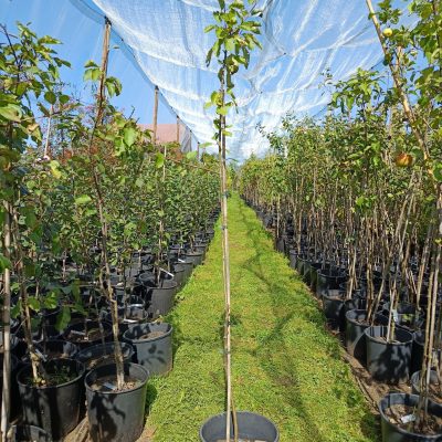 Apfel 'Goldrenette von Blenheim'