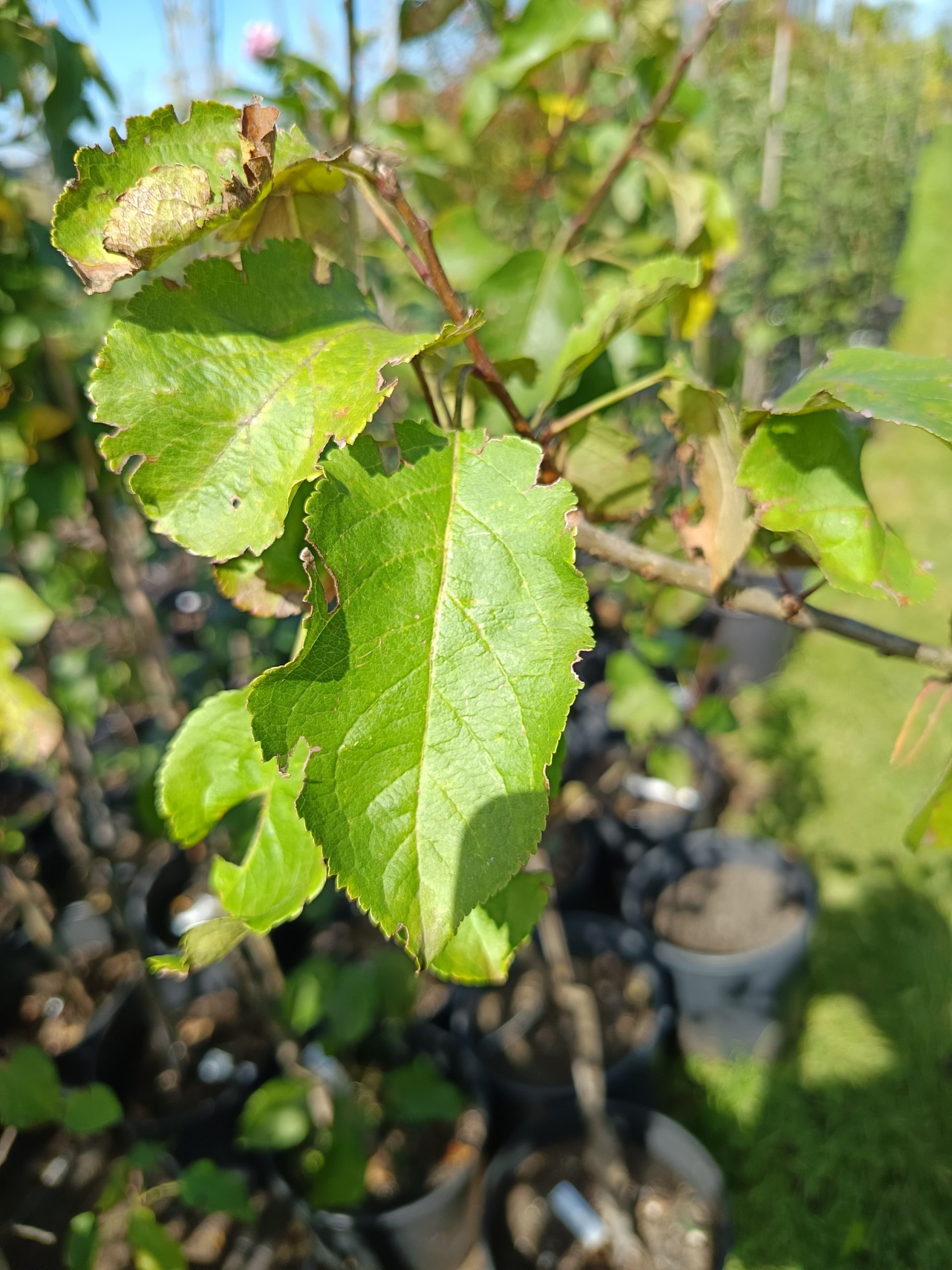 Apfel 'Goldrenette von Blenheim' – Bild 2