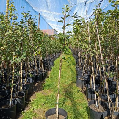 Apfel 'Kaiser Wilhelm'