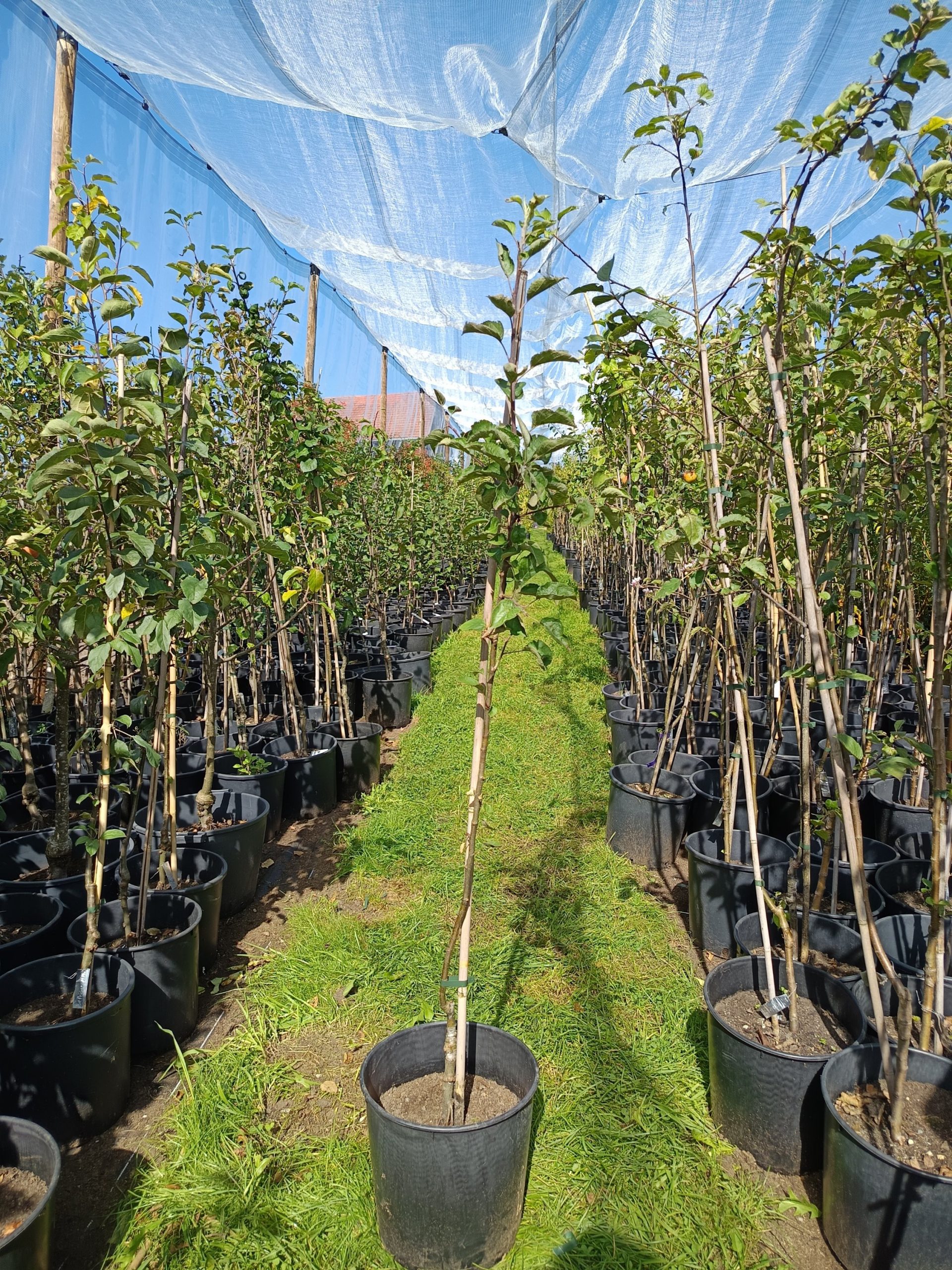 Apfel 'Kaiser Wilhelm'