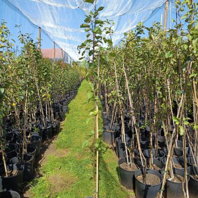 Apfel 'Rheinischer Bohnapfel'