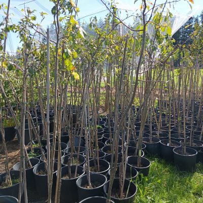 Zwetschge 'Cacaks schöne'