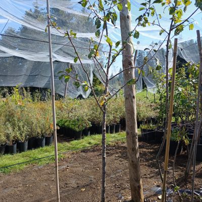 Zwetschge 'Ersinger Zwetschge'