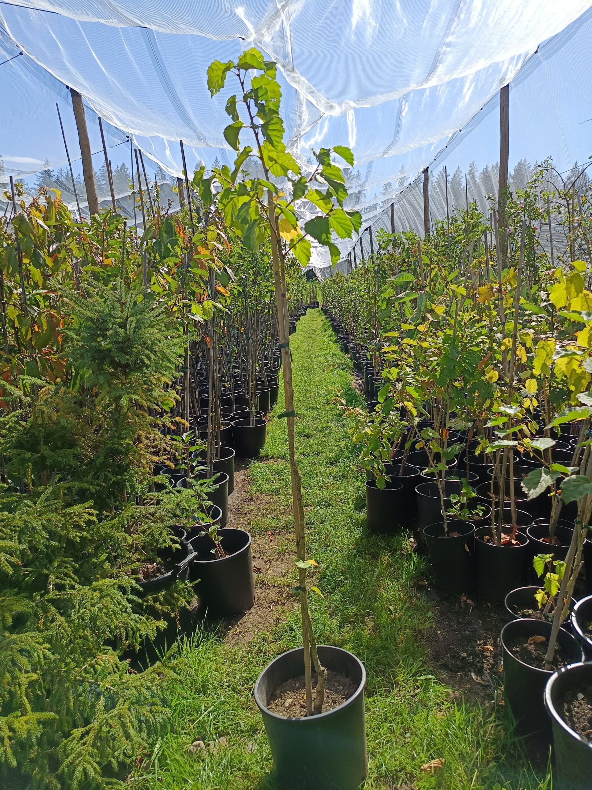 Baum-Hasel – Bild 2