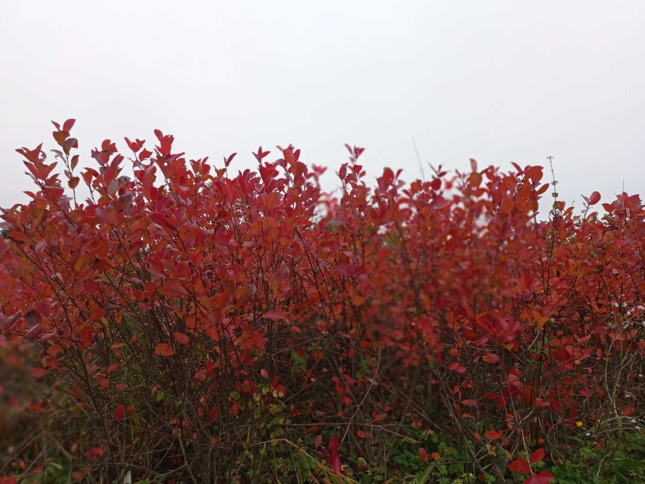 Aronia 'Nero' – Bild 3