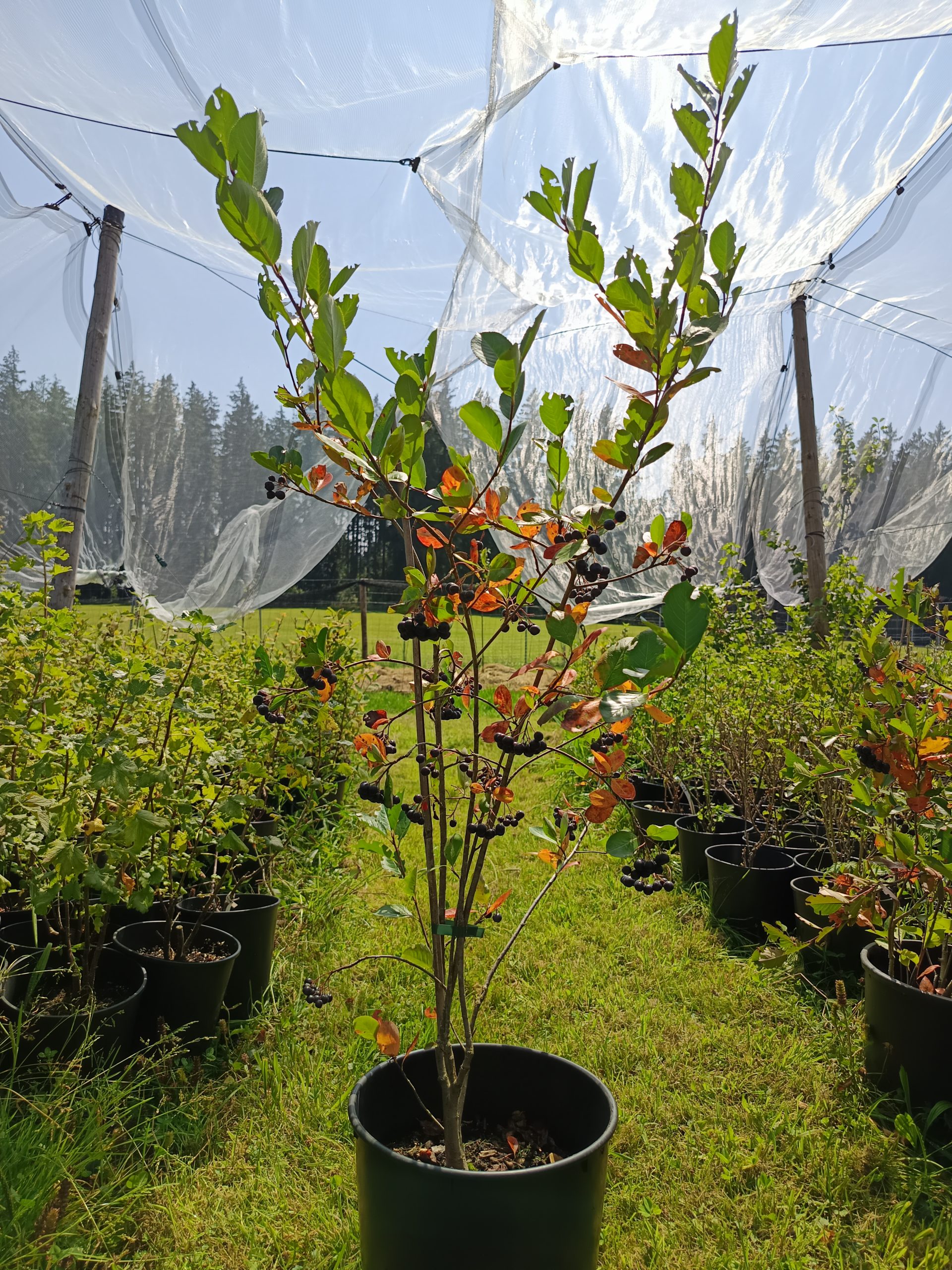 Aronia 'Nero' – Bild 2