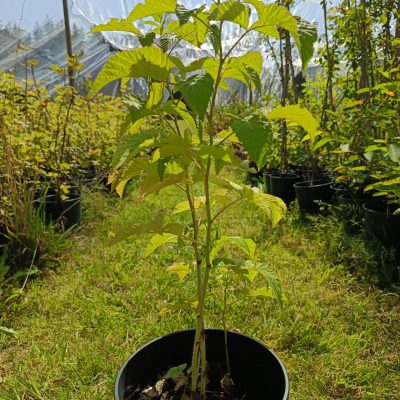 Himbeere 'Autumn Bliss'