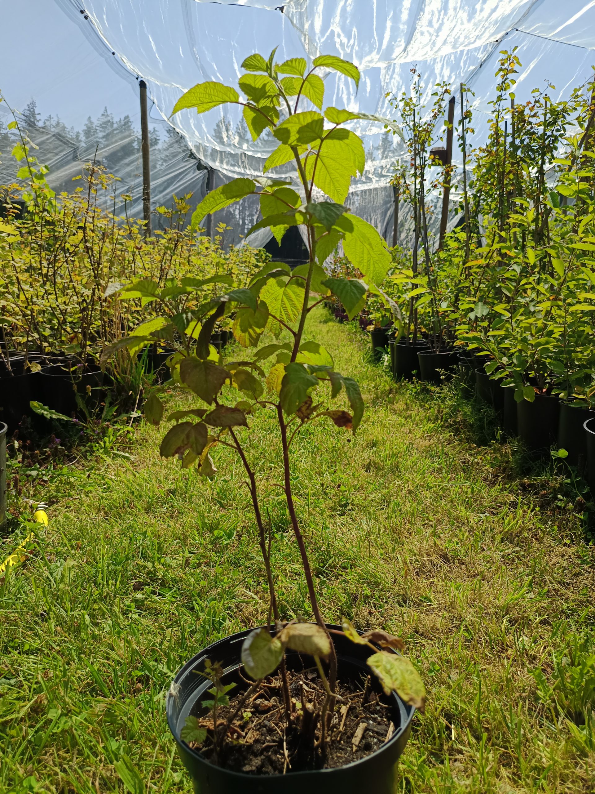 Himbeere 'Willanette'