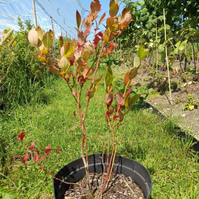 Heidelbeere 'Goldtraube'