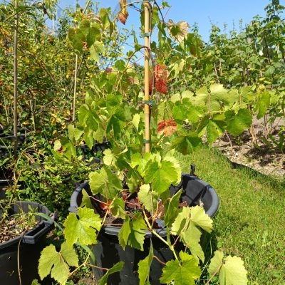 Weintraube 'Mitschurinski'