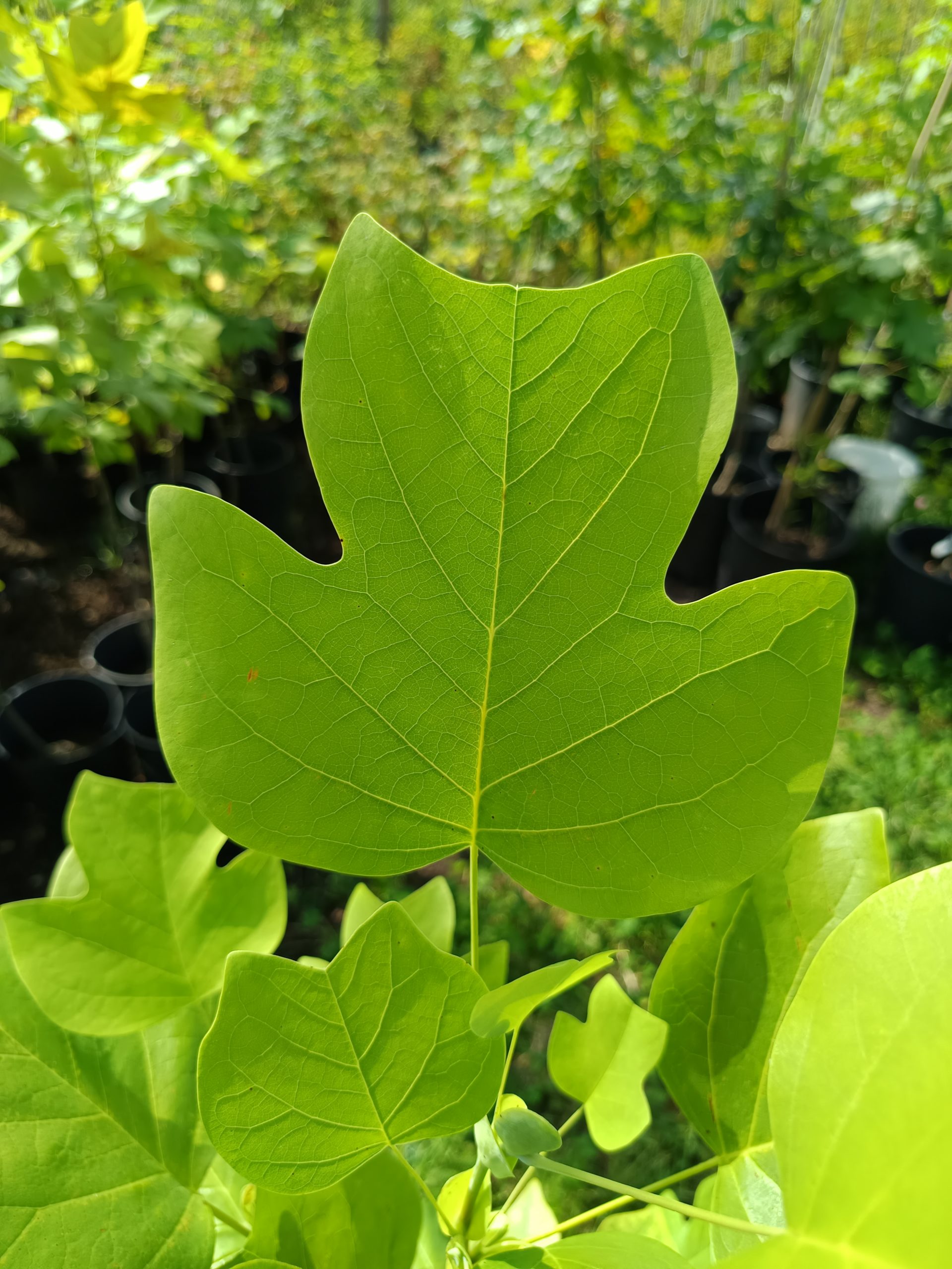 Grünes Blatt des Tulpenbaums (Liriodendron tulipifera) in einer Baumschule, deutlich erkennbar durch die typische vierlappige Form.