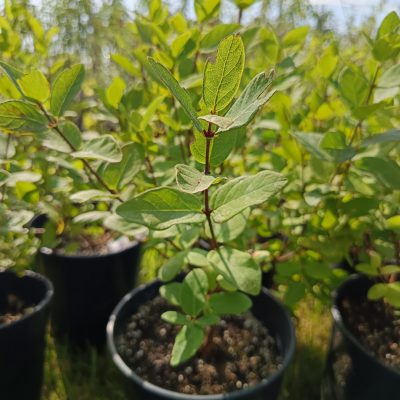 Maiberre 'Balalaika'