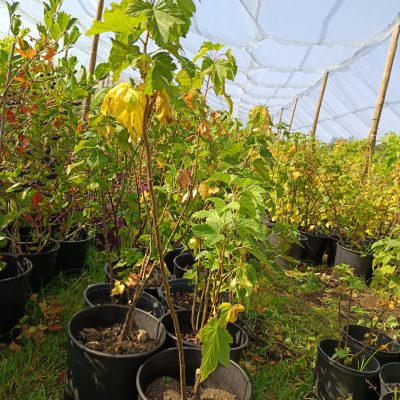 Schwarze Johannisbeere 'Titania'