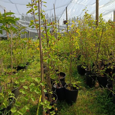 Felsenbirne 'Greatberry Garden'