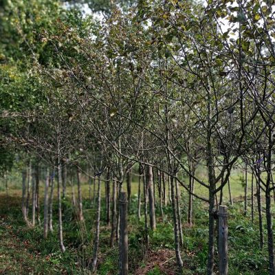 Streuobstwiesenbäume, mehrjährige