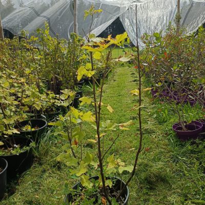 rote Johannisbeere 'Red Lake'