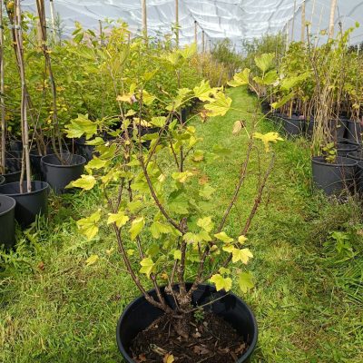 Rote Johannisbeere 'Jonkher van Teets'