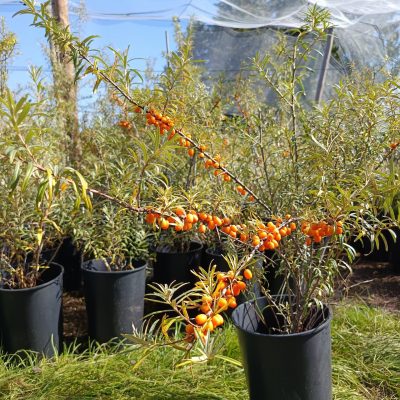 Sanddorn 'Orange Energy'