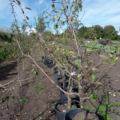 Spindelapfelb&auml;ume, mehrj&auml;hrige