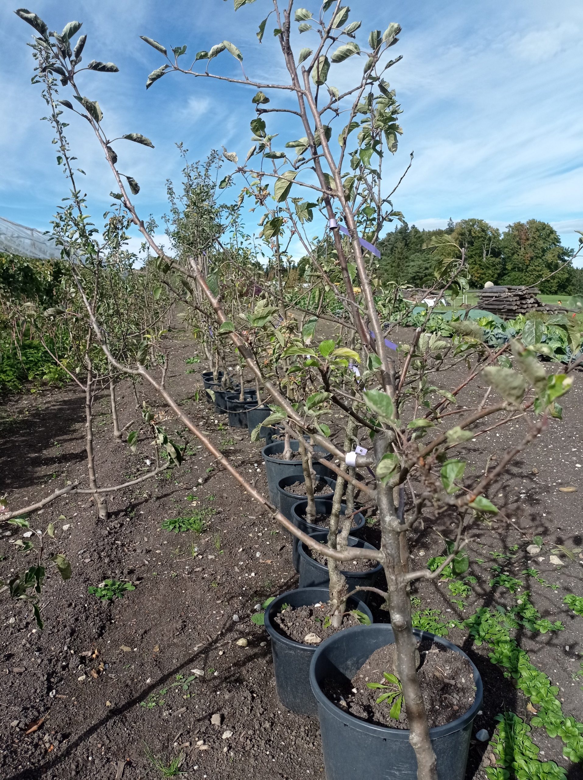 Spindelapfelbäume, mehrjährige