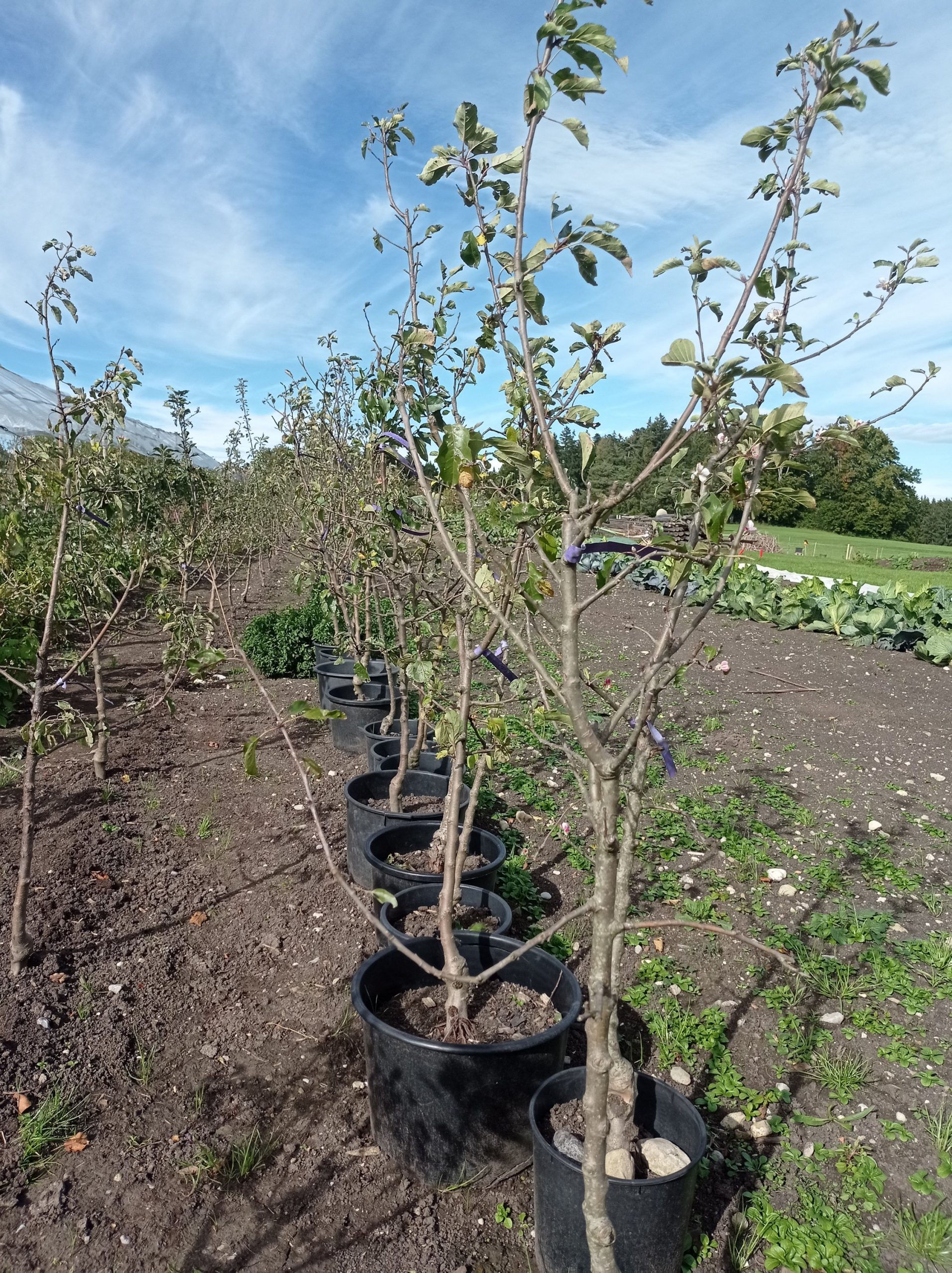 Spindelapfelbäume, mehrjährige – Bild 3