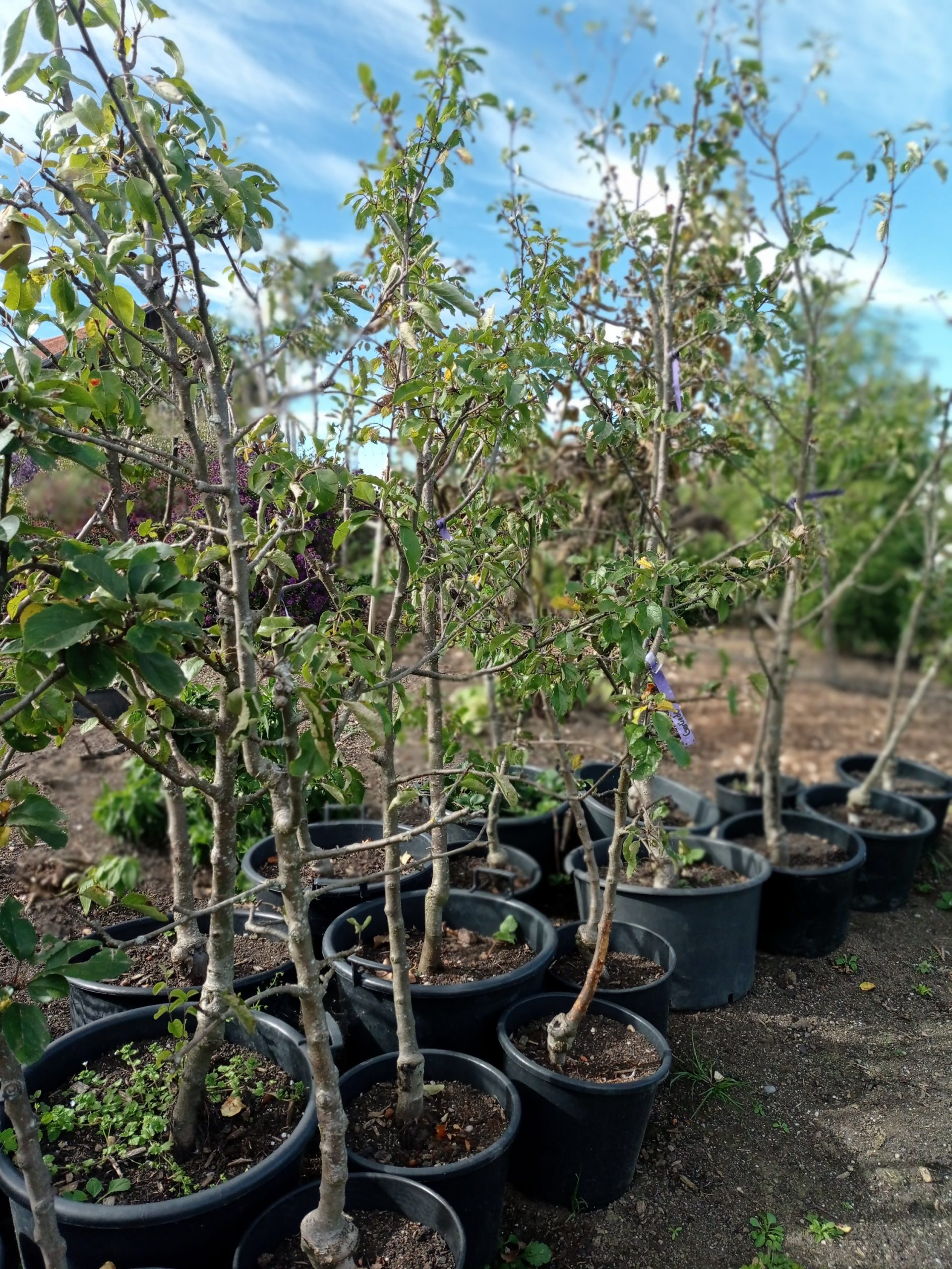 Spindelapfelbäume, mehrjährige – Bild 2