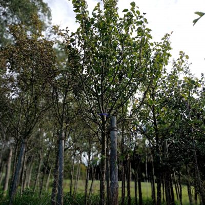 Apfel 'roter James Grieve'